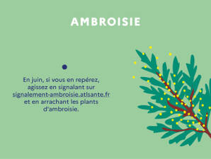 L'ambroisie 