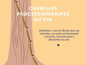 Les chenilles processionnaires